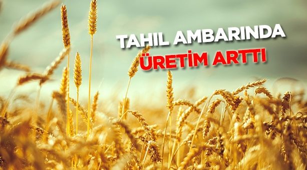 Tahıl ambarında üretim arttı